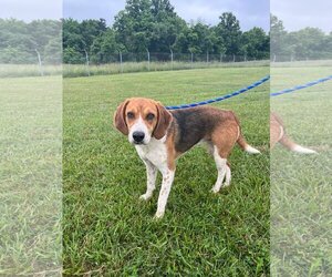 English Foxhound Dogs for adoption in Bedford, VA, USA
