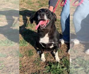 Labrador Retriever-Unknown Mix Dogs for adoption in Pierceton , IN, USA