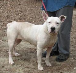 Bull Terrier Dogs for adoption in Cochran, GA, USA