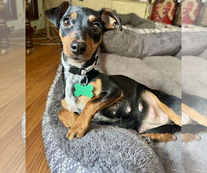 Dachshund Dogs for adoption in Sioux Falls, SD, USA