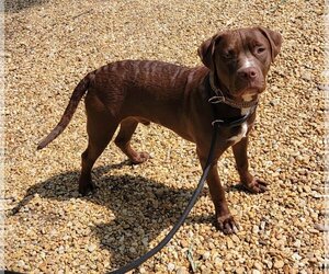 Chesapeake Bay Retriever-Unknown Mix Dogs for adoption in Lexington Park, MD, USA