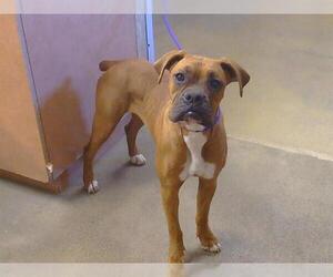 Boxer Dogs for adoption in Sacramento, CA, USA