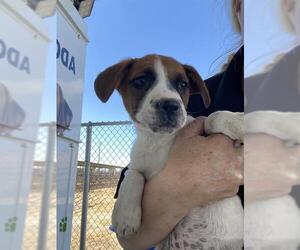 Labrador Retriever Dogs for adoption in Bakersfield, CA, USA