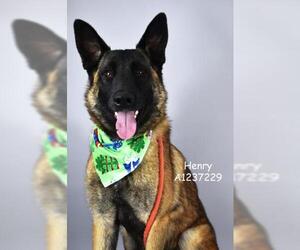 Mutt Dogs for adoption in Bakersfield, CA, USA