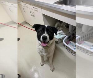 Akita Dogs for adoption in Fremont, CA, USA