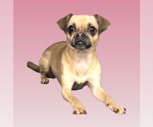 Chug Dogs for adoption in Lincolnwood, IL, USA