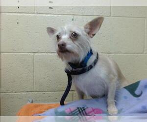 Chihuahua-Unknown Mix Dogs for adoption in Downey, CA, USA