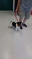 Jack Russell Terrier Dogs for adoption in Mt. Gilead, OH, USA