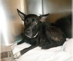 Chihuahua-Unknown Mix Dogs for adoption in Lake Forest, CA, USA