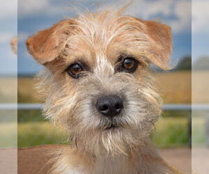 Mutt Dogs for adoption in Huntley, IL, USA