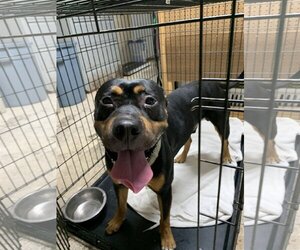 Rottweiler-Unknown Mix Dogs for adoption in Albemarle, NC, USA