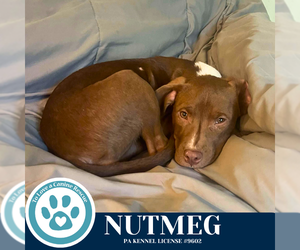 Labrador Retriever-Unknown Mix Dogs for adoption in Kimberton, PA, USA