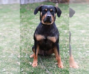 Rottweiler-Unknown Mix Dogs for adoption in Mankato, MN, USA