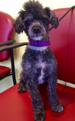 Poodle (Toy) Dogs for adoption in Fremont, CA, USA