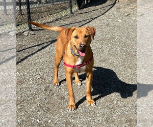 Mutt Dogs for adoption in Elmsford, NY, USA
