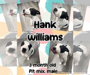 American Pit Bull Terrier-Unknown Mix Dogs for adoption in Jacksonville, NC, USA
