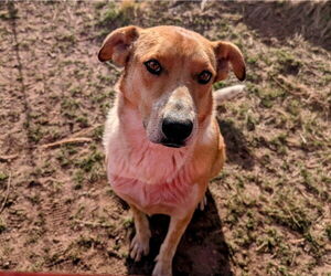 Red Heeler-Unknown Mix Dogs for adoption in Pena Blanca, NM, USA