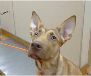 German Shepherd Dog-Unknown Mix Dogs for adoption in Sacramento, CA, USA