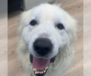 Great Pyrenees Dogs for adoption in Dallas, TX, USA