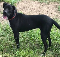 Great Dane-Unknown Mix Dogs for adoption in Marion, KY, USA