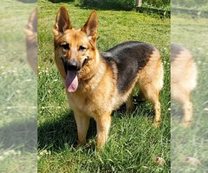German Shepherd Dog Dogs for adoption in Walnutport, PA, USA