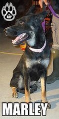 German Shepherd Dog-Unknown Mix Dogs for adoption in wellington, CO, USA