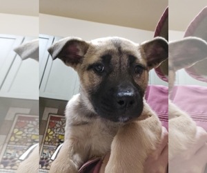 Labrador Retriever-Unknown Mix Dogs for adoption in Castle Rock, CO, USA
