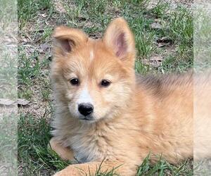 Huskies -Unknown Mix Dogs for adoption in Yardley, PA, USA