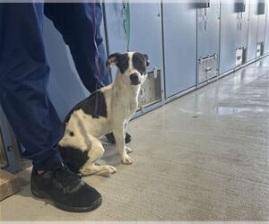 Chihuahua-Unknown Mix Dogs for adoption in San Bernardino, CA, USA