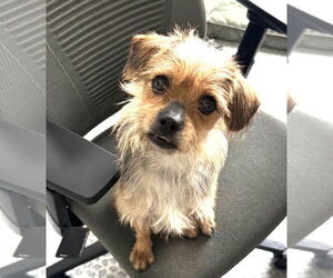 Mutt Dogs for adoption in Bellevue, WA, USA