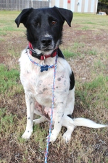 Border Collie Dogs for adoption in Guilford, CT, USA