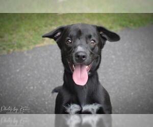 Labrador Retriever-Unknown Mix Dogs for adoption in Mount Laurel, NJ, USA