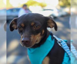 Doxie-Pin Dogs for adoption in danville, CA, USA