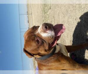 Bullypit Dogs for adoption in Yoder, CO, USA