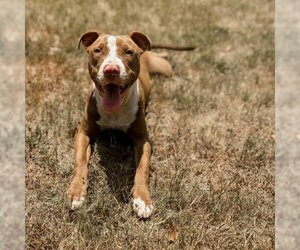 American Pit Bull Terrier Dogs for adoption in Phenix City, AL, USA