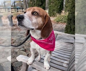 Beagle-Unknown Mix Dogs for adoption in Warrenton, VA, USA