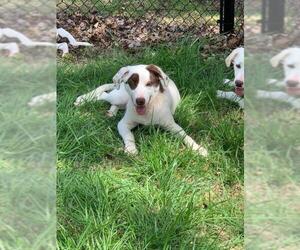 Lab-Pointer Dogs for adoption in Temple, GA, USA