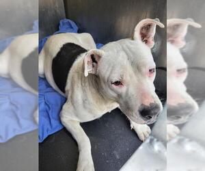 American Staffordshire Terrier-Unknown Mix Dogs for adoption in San Antonio, TX, USA