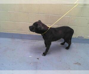 American Pit Bull Terrier Dogs for adoption in Tulsa, OK, USA
