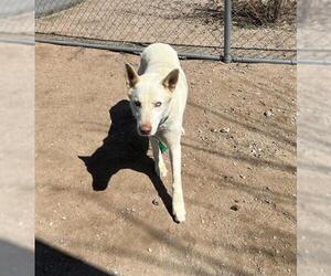 - Mix Dogs for adoption in HESPERIA, CA, USA