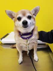 Chihuahua Dogs for adoption in New Castle, DE, USA