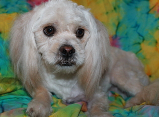 Medium Photo #1 Lhatese Puppy For Sale in Phelan, CA, USA