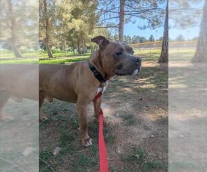 Staffordshire Bull Terrier-Unknown Mix Dogs for adoption in Las Vegas, NV, USA