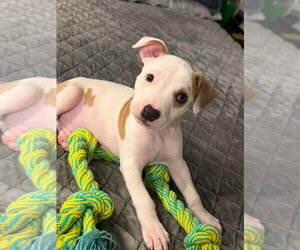 Mutt Dogs for adoption in Wenonah, NJ, USA