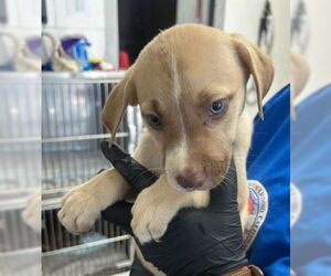Siberian Husky Dogs for adoption in San Bernardino, CA, USA