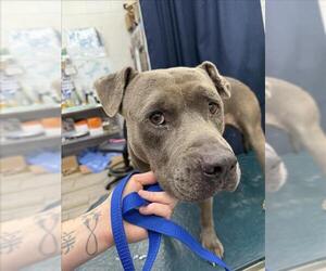 Bulldog Dogs for adoption in Mobile, AL, USA