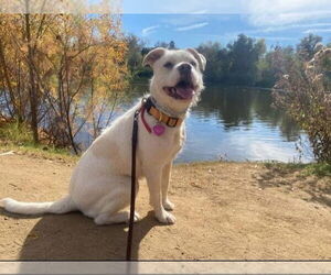 French Bulldog-Poodle (Standard) Mix Dogs for adoption in Dana Point, CA, USA