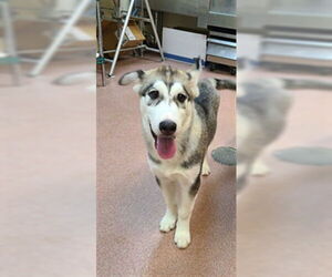 Siberian Husky Dogs for adoption in Ogden, UT, USA