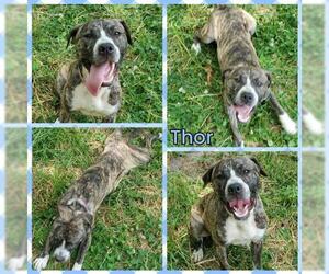 Bullboxer Pit Dogs for adoption in Blacksburg, SC, USA