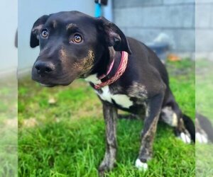 Labrador Retriever-Unknown Mix Dogs for adoption in Long Beach, CA, USA